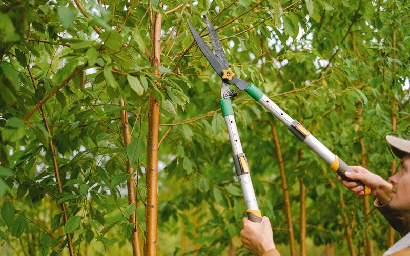 Tree trimming in Pencil Bluff, AR