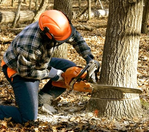 Tree Removal in Pencil Bluff, AR